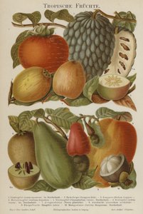 Fruits tropicaux - German School
