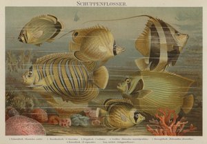 Poissons de mer tropicaux - German School