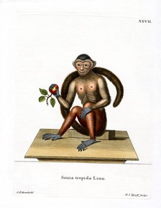 Capucin à toupet