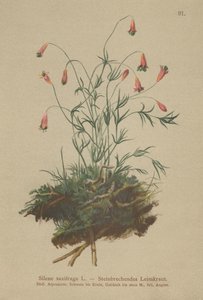 Compagnon touffu (Silene saxifraga) - German School