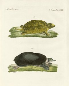 Tortues d