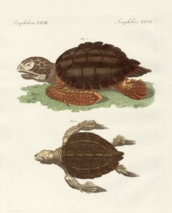 Tortues de taille phénoménale