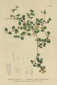 Linnée boréale (Linnaea borealis) - German School