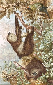 Paresseux à deux doigts, planche de "Brehms Tierleben: Allgemeine Kunde des Tierreichs", vol.2, p.646, publié par Bibliographisches Institut - German School