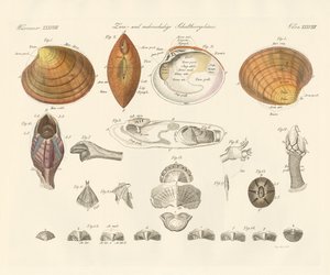 Coquilles bivalves et plus ou moules