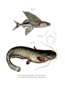 Poisson volant à deux ailes - German School