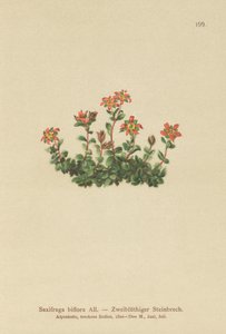 Saxifrage à deux fleurs (Saxifraga biflora) - German School