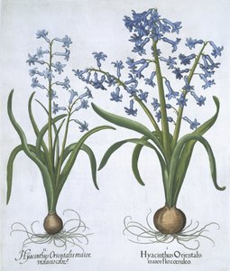 Deux jacinthes bleues, de Hortus Eystettensis par Basil Besler (1561-1629) publié en 1613 - German School