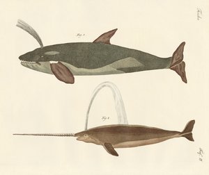 Deux types de baleines - German School