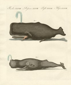 Deux types étranges de baleines