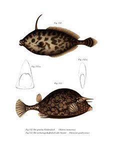 Poisson-lime licorne