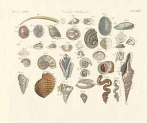 Animaux univalves ou coquilles de vers - German School