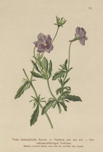Violette de Valderia (Viola heterophylla, Viola Valderia) - German School