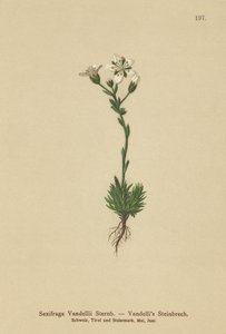 Saxifrage de Vandelli (Saxifraga Vandellii) - German School