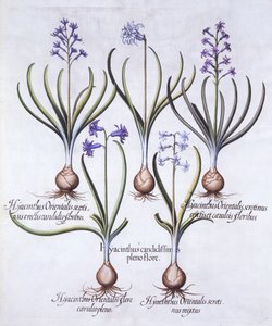 Varieties of Hyacinth with Bulb, de Hortus Eystettensis, par Basil Besler, pub. 1613