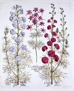 Varieties of Larkspur, de Hortus Eystettensis, par Basil Besler, pub. 1613 - German School