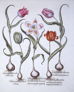 Variétés de tulipes, de Hortus Eystettensis, par Basil Besler, pub. 1613 - German School