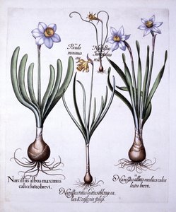 Divers narcisses, de Hortus Eystettensis, par Basil Besler, pub. 1613 - German School