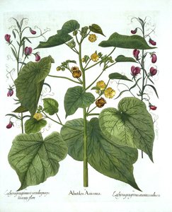 Velvetleaf et Sweet Peas, de Hortus Eystettensis, par Basil Besler, pub. 1613