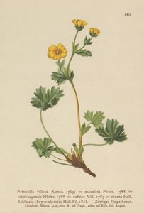 Potentille velue (Potentilla villosa) - German School