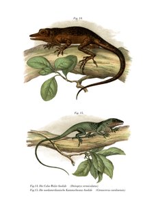 Anole de Viñales