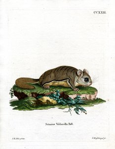 Écureuil volant de Virginie