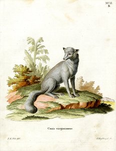 Renard de Virginie - German School