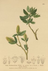 Saule de Waldstein (Salix Waldsteiniana, Salix arbusc. var.) - German School