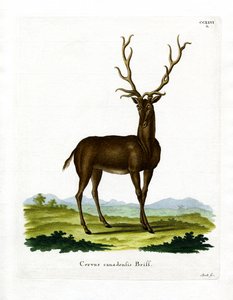 Wapiti - German School
