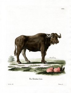 Buffle d