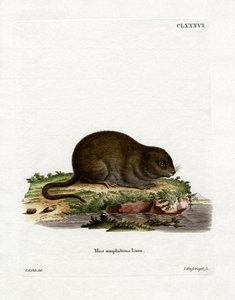 Rat d