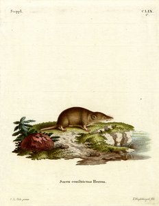 Musaraigne aquatique