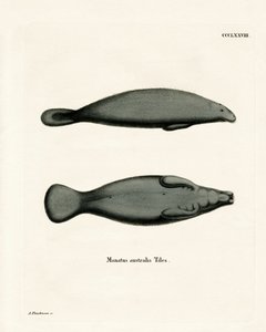 Lamantin des Caraïbes