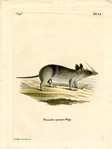 Bandicoot à barres occidentales