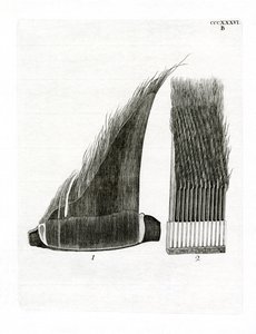 Fanons de Baleine - German School