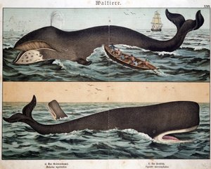 Baleine, dans « Histoire naturelle des mammifères », éd. Schreiber, Munich - German School