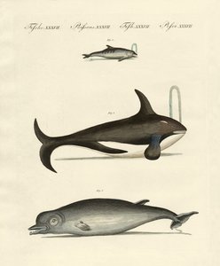Baleines et dauphins