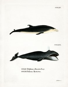 Dauphin à bec blanc