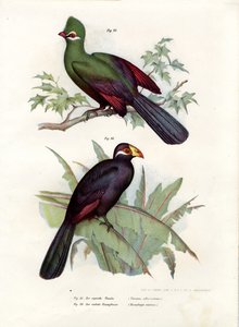 Touraco à huppe blanche, 1864