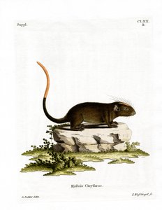 Rat épineux à face blanche