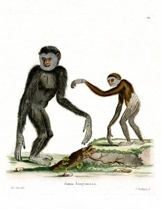 Gibbon à mains blanches