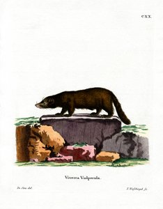 Coati à nez blanc