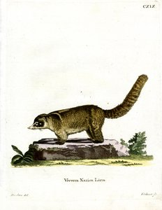 Coati à nez blanc - German School