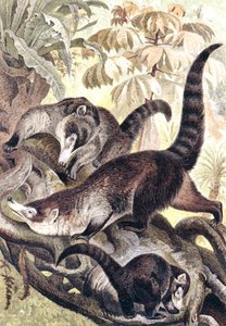 Coati à nez blanc, planche de "Brehms Tierleben: Allgemeine Kunde des Tierreichs", vol.2, p.278, publié par Bibliographisches Institut