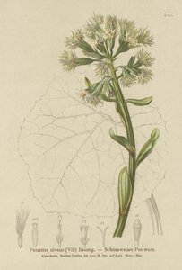 Pétasite blanc (Petasites niveus, Petasites albus) - German School