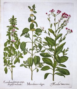 White Horehound, Horehound et Mint, de Hortus Eystettensis, par Basil Besler, pub. 1613 - German School