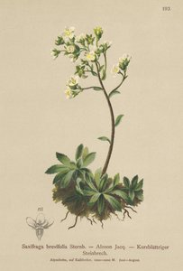 Saxifrage blanche des montagnes (Saxifraga brevifolia, Saxifraga Aizoon)
