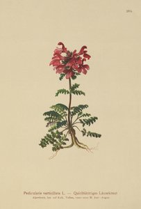 Pédiculaire verticillée