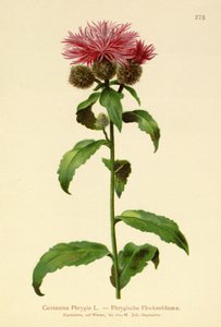 Centaurée phrygienne - German School