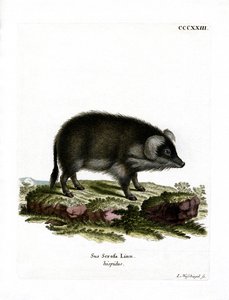 Sanglier